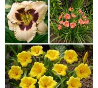 Thompson & Morgan Hemerocallis Re-Blooming Collection 9Cm Potted Plant X 3