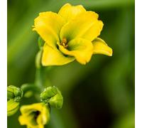 Thompson & Morgan Hemerocallis See You Tomorrow 2 Litre Potted Plant X 1