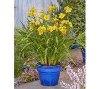 Thompson & Morgan Hemerocallis See You Tomorrow 3 Bare Root