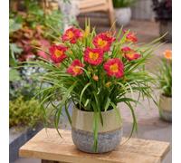 Thompson & Morgan Hemerocallis Stella Rouge 9Cm Potted Plant X 1
