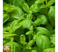 Thompson & Morgan Herb Basil Devotion 1 Seed Packet (100 Seeds)