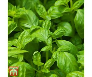 Thompson & Morgan Herb Basil Devotion 1 Seed Packet (100 Seeds)