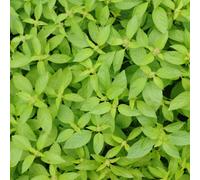 Thompson & Morgan Herb Basil Lemonade 1 Seed Packet, Green