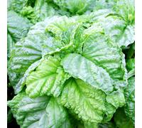 Thompson & Morgan Herb Basil Lettuce Leaf 1 Seed Packet, Green