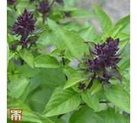 Thompson & Morgan Herb Basil Siam Queen 1 Seed Packet (75 Seeds)
