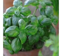 Thompson & Morgan Herb Basil Sweet 1 Seed Packet (500 Seeds)