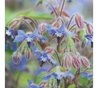 Thompson & Morgan Herb Borage 1 Seed Packet (100 Seeds)