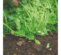 Thompson & Morgan Herb Coriander Calypso 1 Seed Packet (150 Seeds)