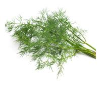 Thompson & Morgan Herb Dill 1 Seed Packet (500 Seeds)