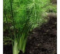 Thompson & Morgan Herb Fennel 1 Seed Packet (250 Seeds), Green