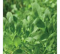 Thompson & Morgan Herb Rocket Discovery 1 Seed Packet, Green