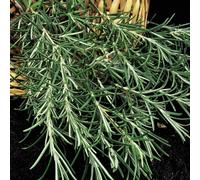 Thompson & Morgan Herb Rosemary 1 Seed Packet (100 Seeds)
