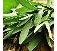 Thompson & Morgan Herb Sage 1 Seed Packet (75 Seeds)