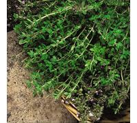Thompson & Morgan Herb Thyme Old English 1 Seed Packet