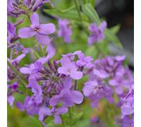 Thompson & Morgan Hesperis Promo New Kew Range 1 Seed Packet, Blue