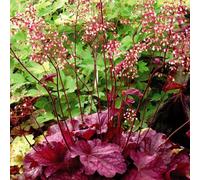 Thompson & Morgan Heuchera Berry Smoothie 1 Litre Potted Plant X 2