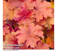 Thompson & Morgan Heuchera Caramel 9Cm Potted Plant X 2