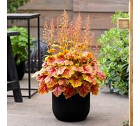 Thompson & Morgan Heuchera Eternal Flame 9Cm Potted Plant X 3
