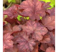 Thompson & Morgan Heuchera Fire Chief 9Cm Potted Plant X 1