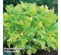 Thompson & Morgan Heuchera Lime Marmalade 1 Litre Potted Plant X 1