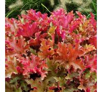Thompson & Morgan Heuchera Marmalade 3 Litre Potted Plant X 1