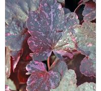 Thompson & Morgan Heuchera Midnight Rose 9Cm Potted Plant X 2