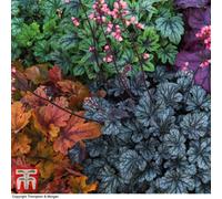 Thompson & Morgan Heuchera Mosaic Mixed 50mm Plug Plant X 10 (Contains Deep Night, Dusty Red, Indigo Purple, Jade Green And Lime)