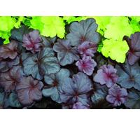 Thompson & Morgan Heuchera Obsidian 1 Litre Potted Plant X 1