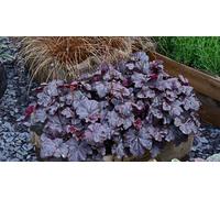 Thompson & Morgan Heuchera Obsidian 1 Litre Potted Plant X 2