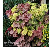 Thompson & Morgan Heucherella Trailing Collection 3 Jumbo Plug Plants (30mm)