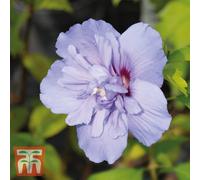 Thompson & Morgan Hibiscus Syriacus Blue Chiffon 9Cm Potted Plant X 2