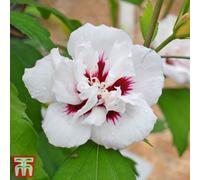 Thompson & Morgan Hibiscus Syriacus Lady Stanley 3.6 Litre Potted Plant X