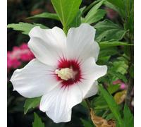 Thompson & Morgan Hibiscus Syriacus Little Legends White Dwarf Shrub - Compact Heat/drought Tolerant - 1 X 9Cm Pot