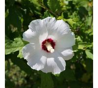 Thompson & Morgan Hibiscus Syriacus Red Heart 3.6 Litre Potted Plant x 1