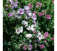 Thompson & Morgan Hibiscus Tricolour 21Cm Potted Plant X 1