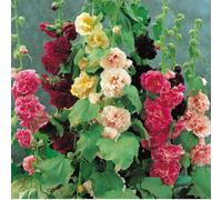 Thompson & Morgan Hollyhock Alcea Charters Double Mix 9cm x 3