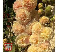 Thompson & Morgan Hollyhock Chaters Double Apricot 1 Seed Packet (30 Seeds)