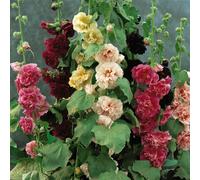 Thompson & Morgan Hollyhock Chaters Double Garden Ready Plants x 12