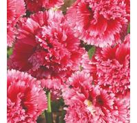 Thompson & Morgan Hollyhock Fiesta Time Dwarf Cerise Pink Double Bloom Seeds - Quick Flowering Perennial Cottage Garden Borders Patio - 30 Seeds
