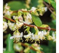 Thompson & Morgan Honeysuckle - Lonicera Fragrantissima 3.6 Litre Potted Plant X 1
