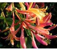 Thompson & Morgan Honeysuckle Lonicera X Heckrotii Goldflame 3 Litre Potted Plant X 1