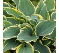 Thompson & Morgan Hosta First Frost 9Cm Potted Plant X 2