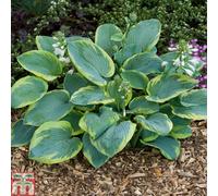 Thompson & Morgan Hosta Frances Williams 3 Bare Root Plants (Size 1)