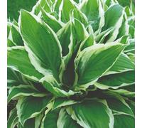 Thompson & Morgan Hosta Hybrid Wide Brim 9Cm Potted Plant X 1
