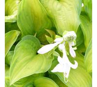 Thompson & Morgan Hosta Hybrida Guacamole 1 Litre Potted Plant X 1