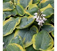 Thompson & Morgan Hosta Olive Bailey Langdon 1 Bare Root