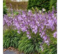 Thompson & Morgan Hosta Silly String 9Cm Potted Plant X 3