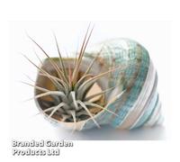 Thompson & Morgan Houseplant Air Plant Tillandsia Ionantha Medium X 1