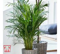 Thompson & Morgan Houseplant - Areca Dypsis Palm Tree (Golden Cane Palm) 9Cm Potted Plant X 1