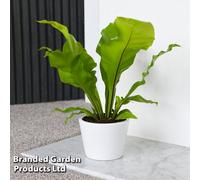 Thompson & Morgan Houseplant Asplenium nidus 12cm Pot x 1, Green